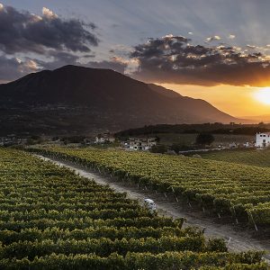 Italy, Campania, Benevento - Grape harvest time in and around the small town of Ponte, few km away from Benevento, the main city in the area. This is the Sannio region, famous for agricultural crops, specially wine. More specifically the pictures refer to grape harvest right under the Mount Taburno