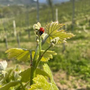 441030335_750870597161357_3073149324605495500_n