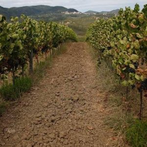 Fattoria-Albamarina-11