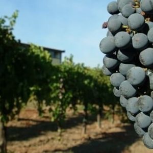 Fattoria-La-Rivolta-06