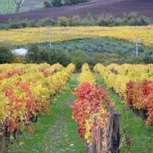 Fattoria-La-Rivolta-07