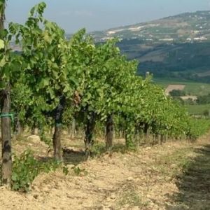 Fattoria-La-Rivolta-08