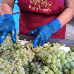 Fattoria-La-Rivolta-10