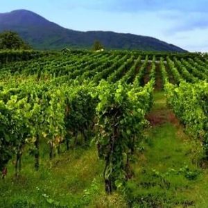 Sorrentino-Winery-02