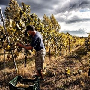 Sorrentino-Winery-03