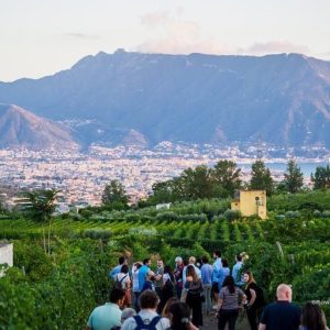 Sorrentino-Winery-14