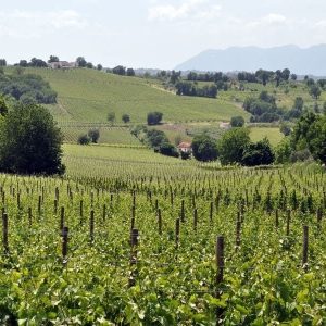 Tenuta-Cavalier-Pepe-05