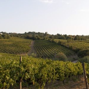 Cantina-di-Solopaca-05