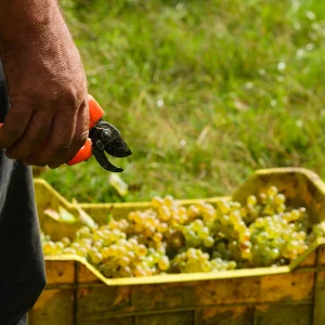 Img015DSC_0026-scaled