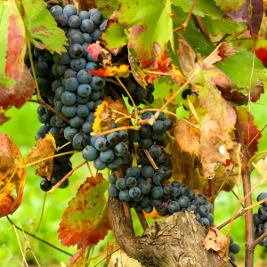 Img10DSC_0013-scaled