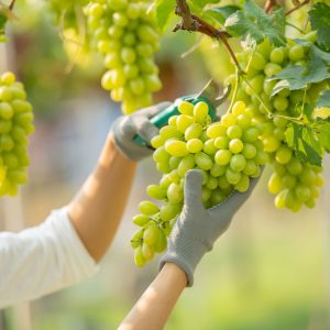 Cantine Aperte a Natale 2025 - Cantine di Marzo