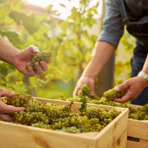 Cantine Aperte a San Martino - Mier Vini