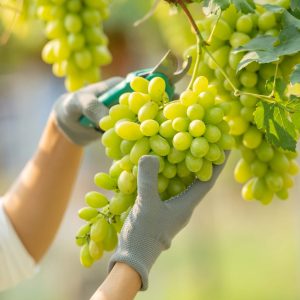 Cantine Aperte 2026 - Antico Castello