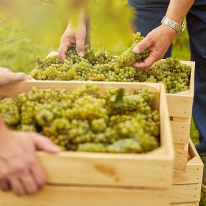 Cantine Aperte a Natale 2025 - Crypta Castagnara