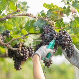 Cantine Aperte a Natale 2025 - Bambinuto