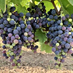 Cantine Aperte 2026 - Cantine di Marzo