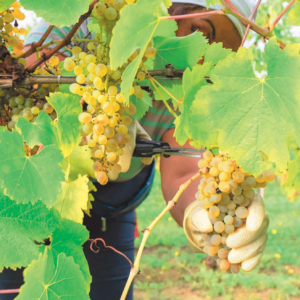 Cantine Aperte 2026 - Fonzone Winery