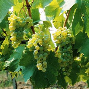 Cantine Aperte 2026 - Fattoria La Rivolta