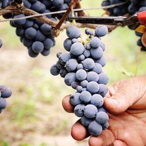 Cantine Aperte - Cantina di Solopaca