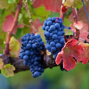 Cantine Aperte 2026 - Aminea Winery