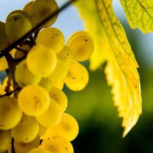 Cantine Aperte 2026 - Crypta Castagnara